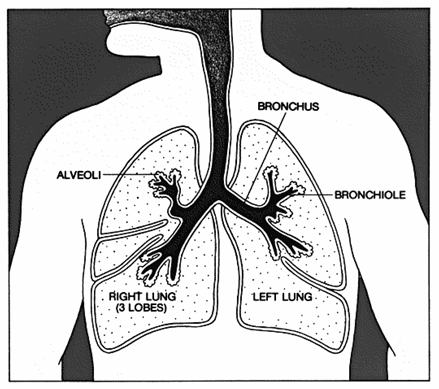 Health effects of inhaled materials