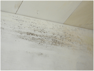 Mold growing through anti microbial paint