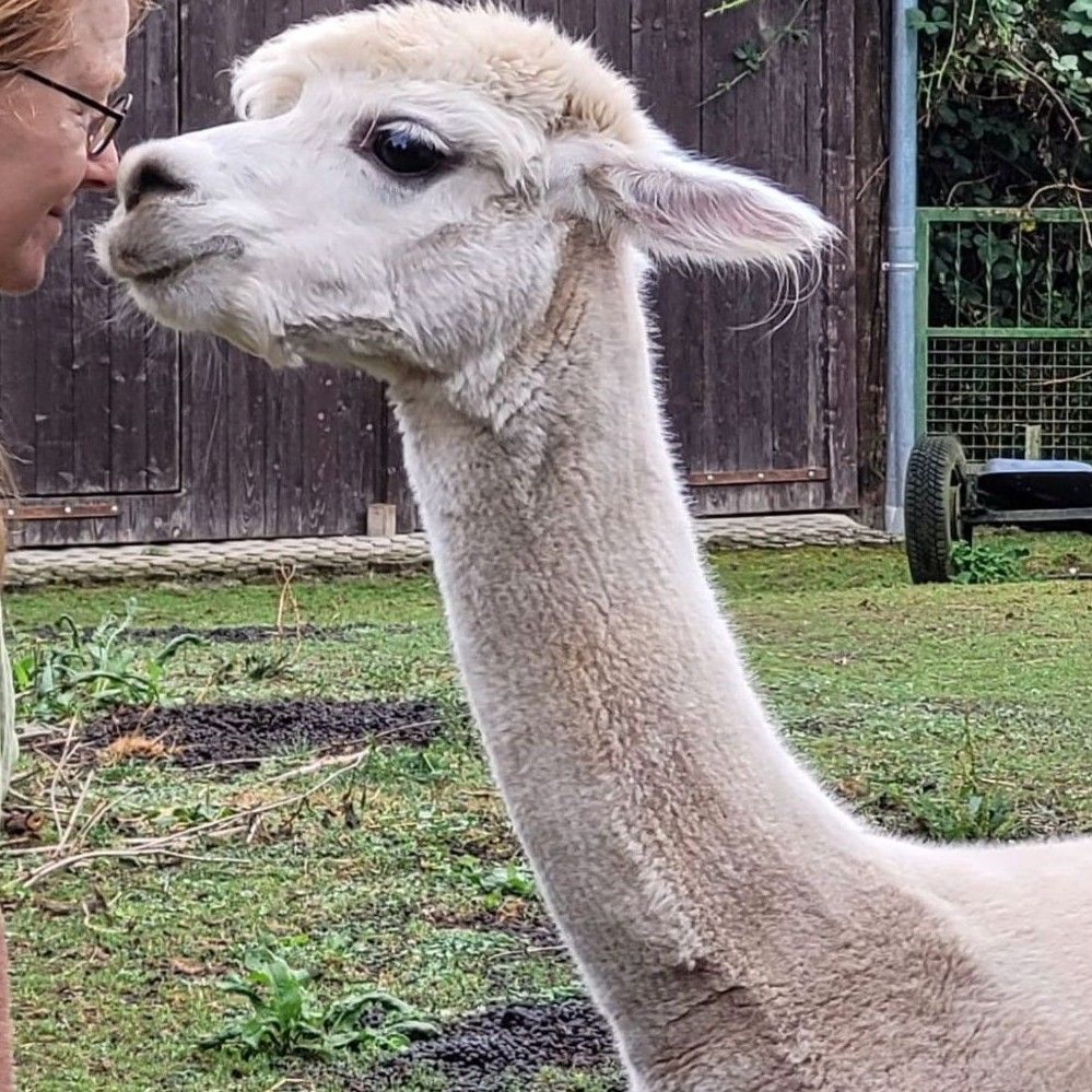 schamanisches Festival in Deutschland