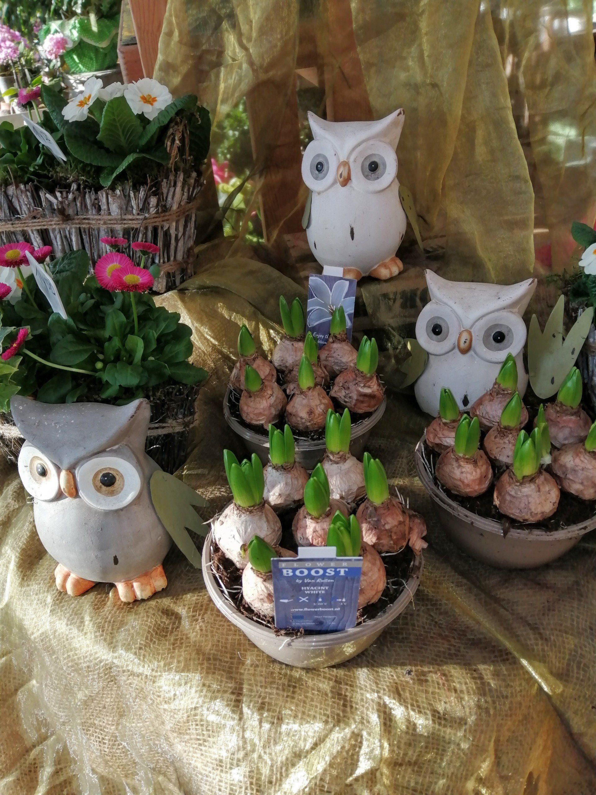 Hyazinthenschale Rendsburg