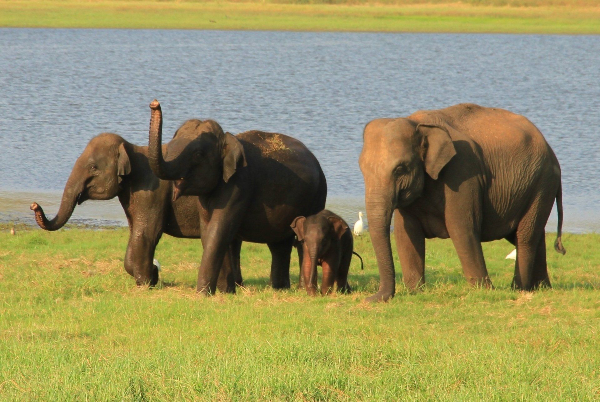 famille d'éléphants au Sri Lanka. association Defense: Wildlife conservation projects