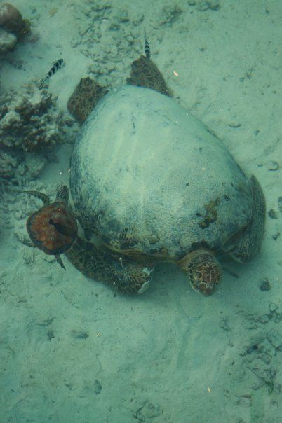 tortues marines en apnée en Polynésie. Association Défense: wildlife conservation projects