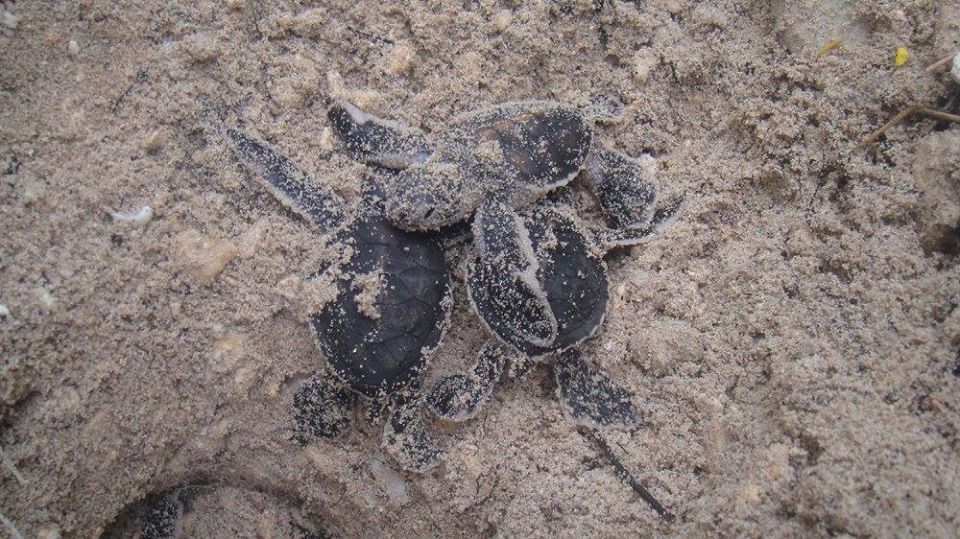 menaces climatiques pour les tortues marines. association Défense: wildlife conservation projects