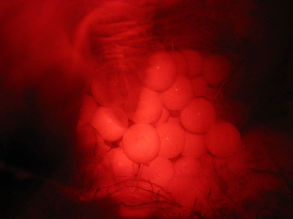 ponte de tortue verte en Polynésie.