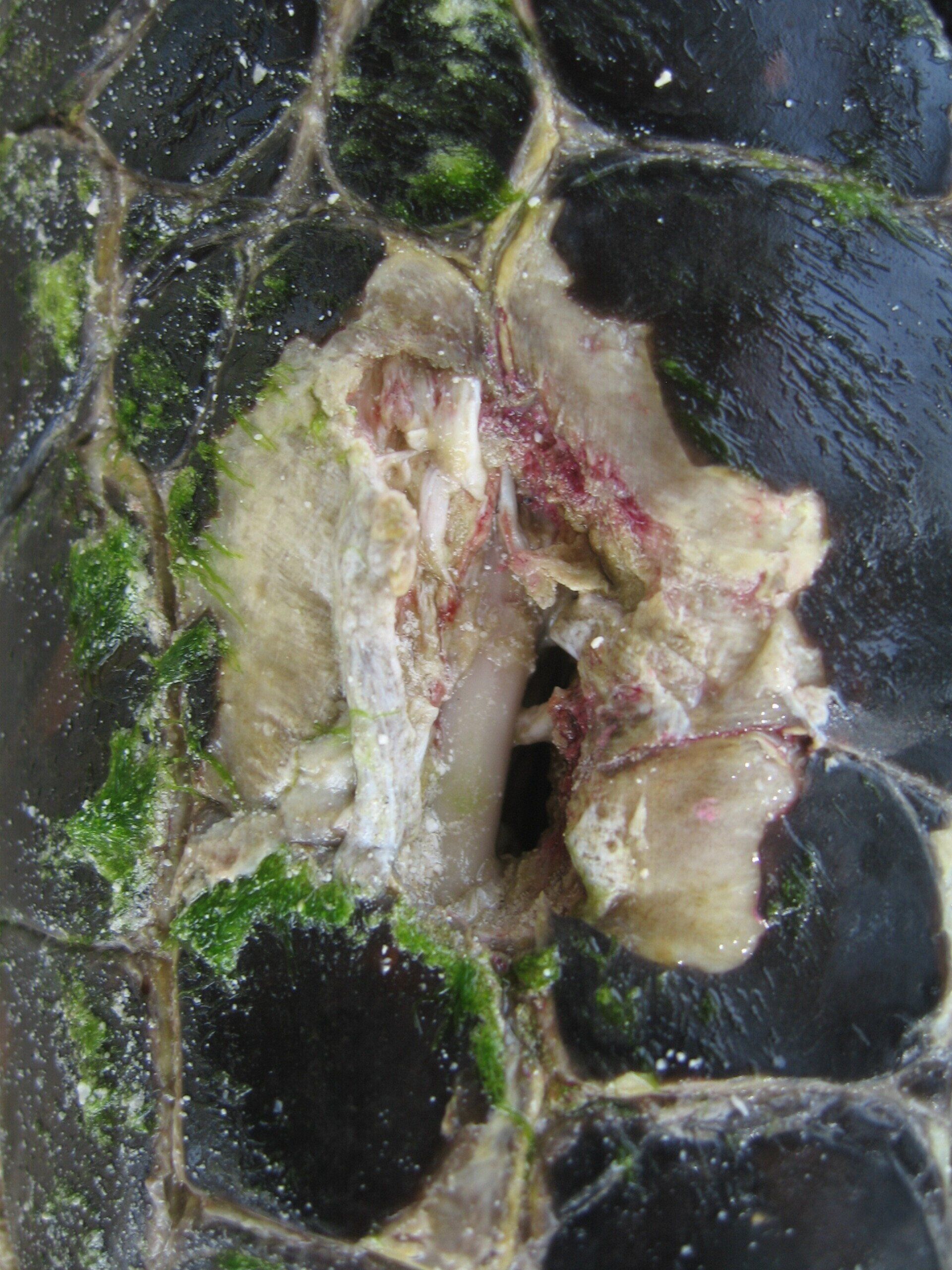 braconnage de torrues marines en Polynésie. Association Défense: wildlife conservation projects