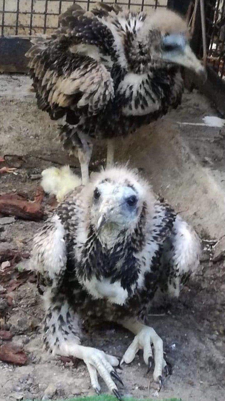 élevage de vautour percnoptère. oisillon vautour percnoptère.