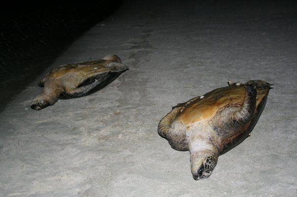 Nids et œufs de tortues marines issus du braconnage