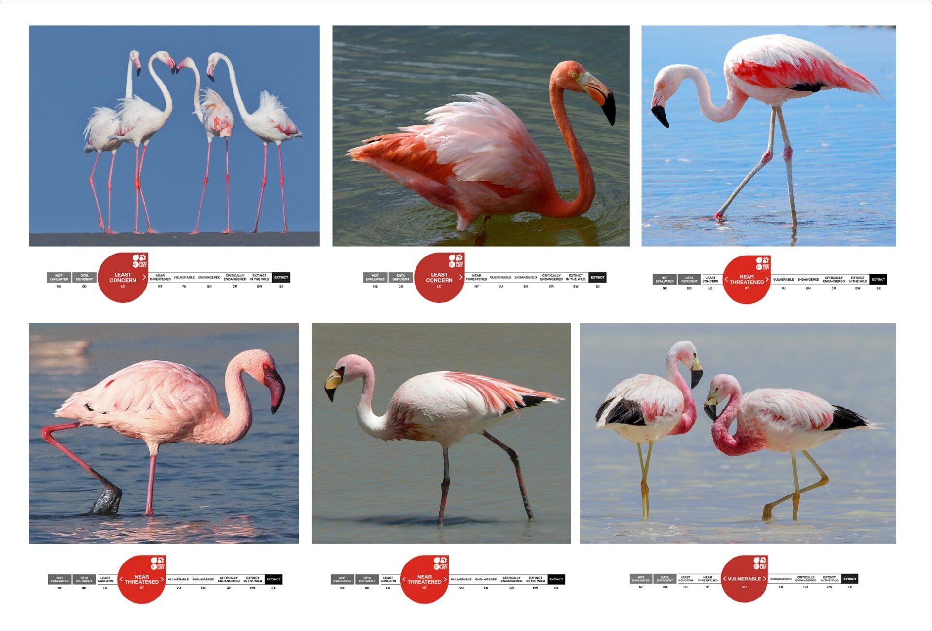 Les 6 espèces de flamants et leurs degrés de menaces. Les 6 espèces de flamants.