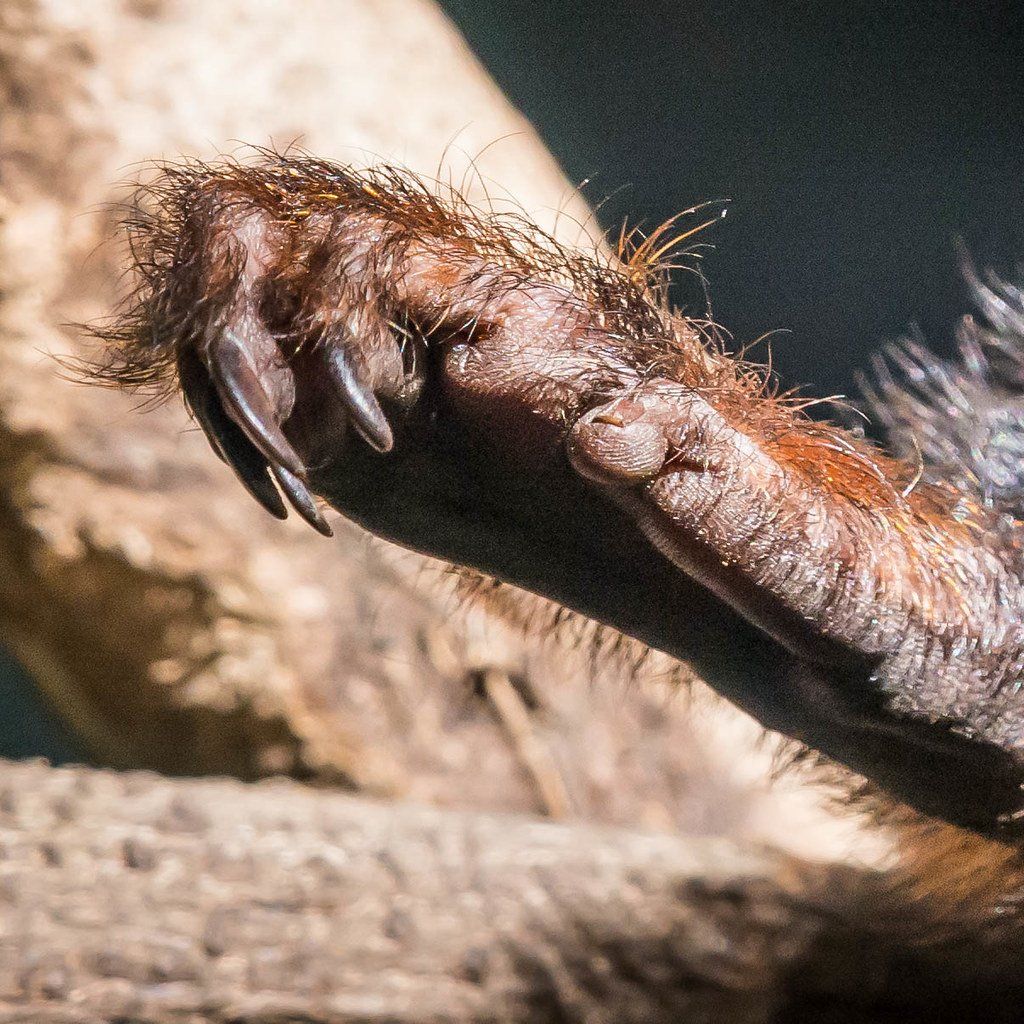 Tamarins, primate du Brésil. Association Défense: Wildlife conservation projects