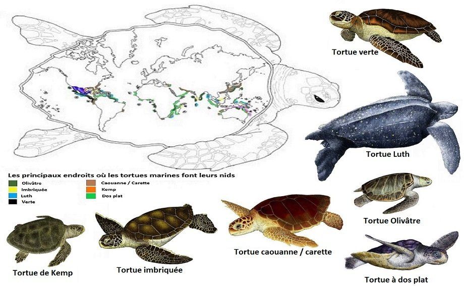 aire de répartition des tortues marines