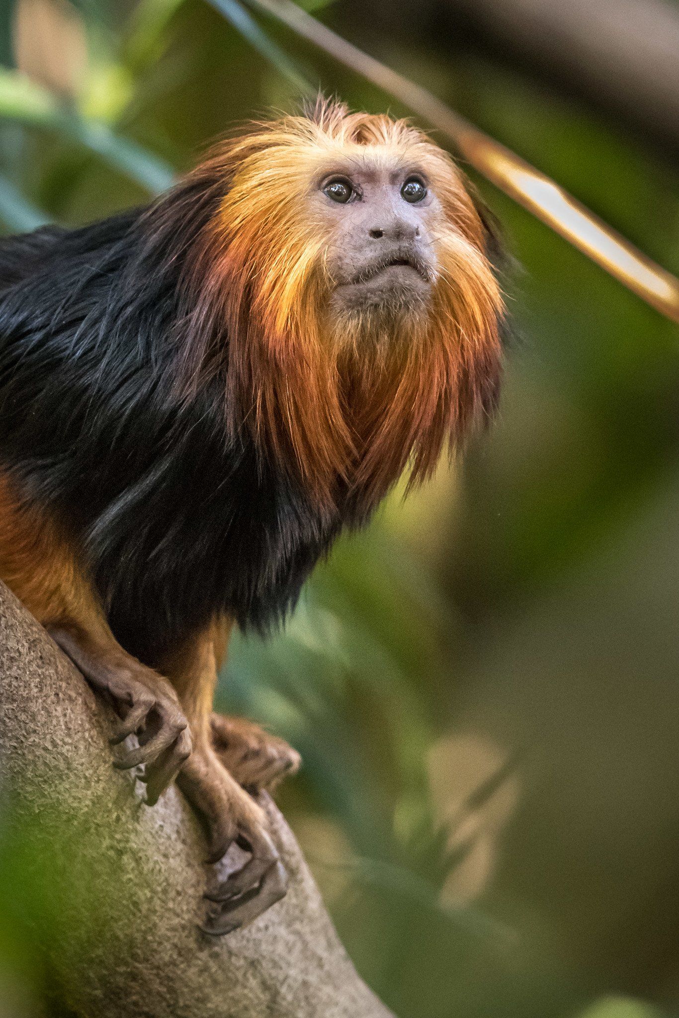 tamarin lion à tête dorée.