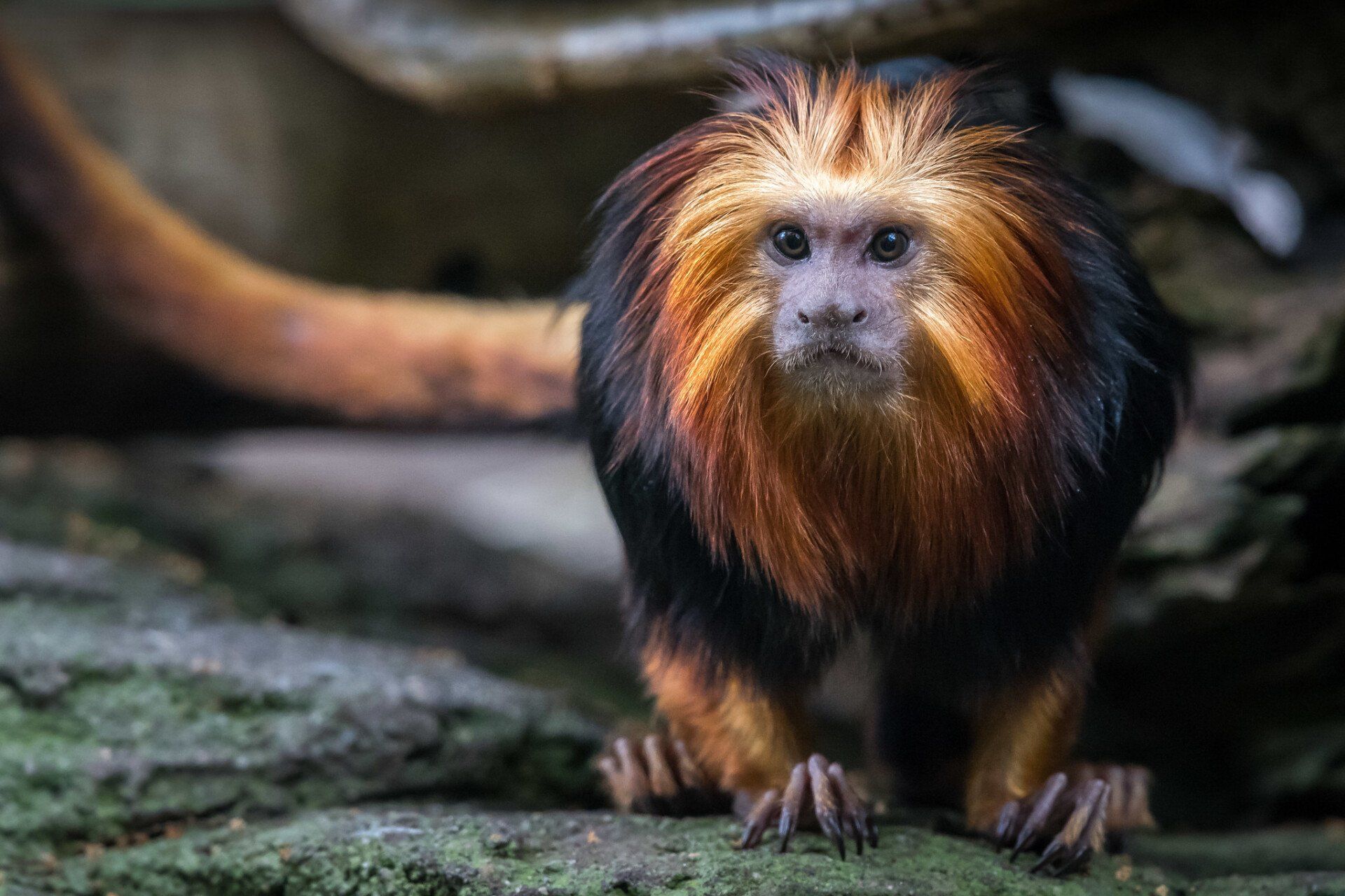 tamarins description des espèces