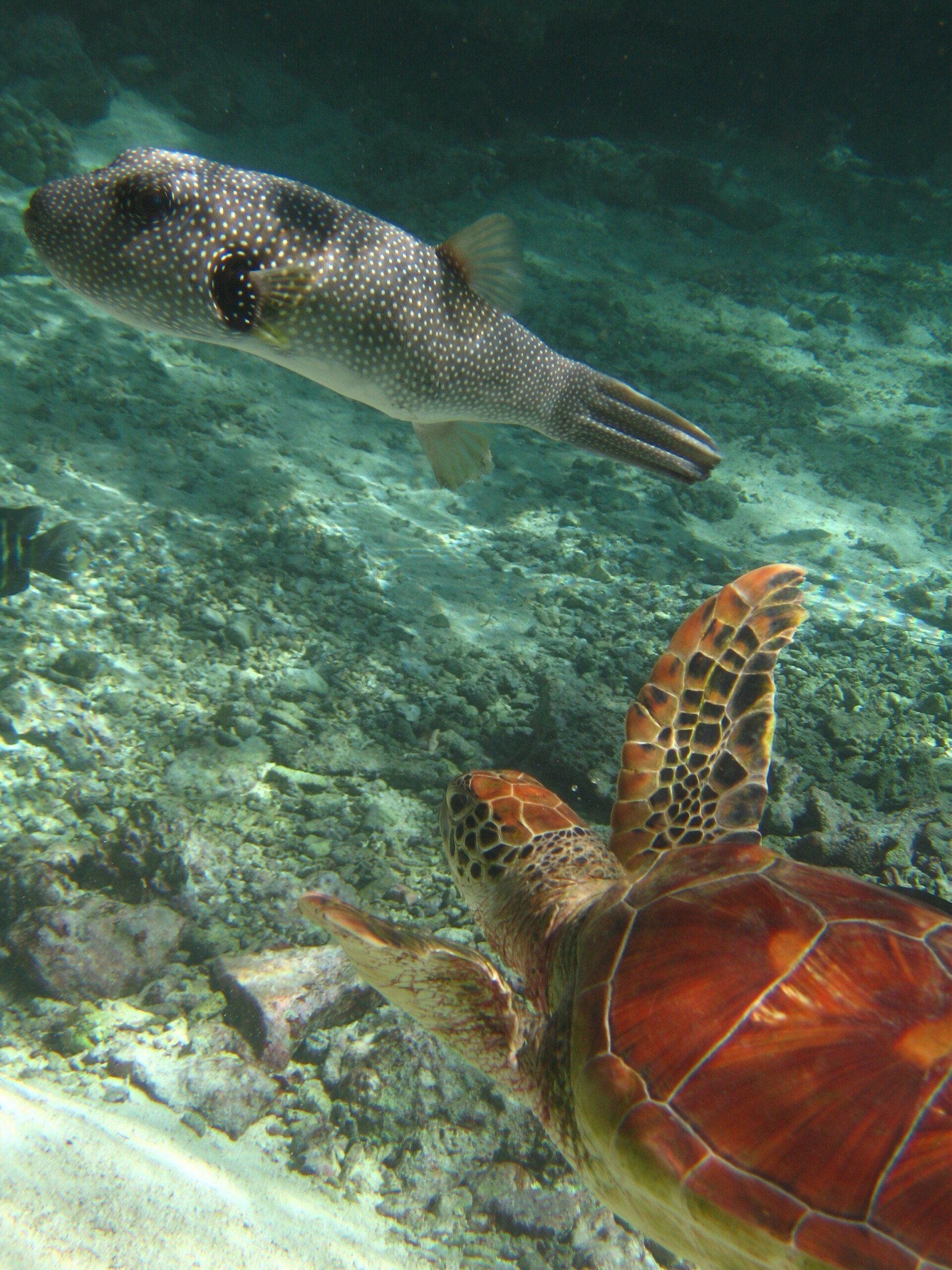 alimentation des tortues marines: méduse, éponge, poisson