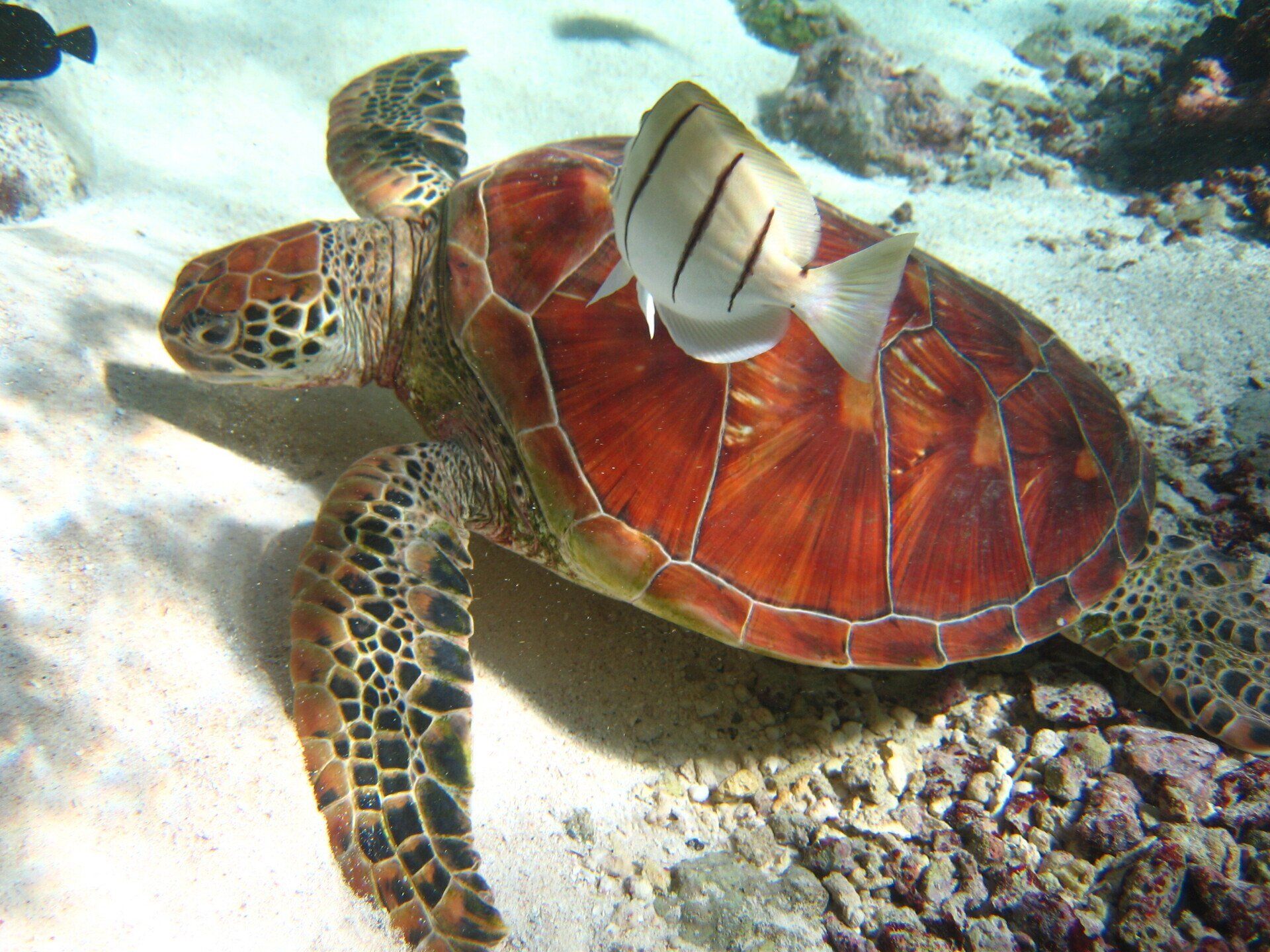 tortue verte juvénile à Bora Bora. Photo: S. Goutenegre