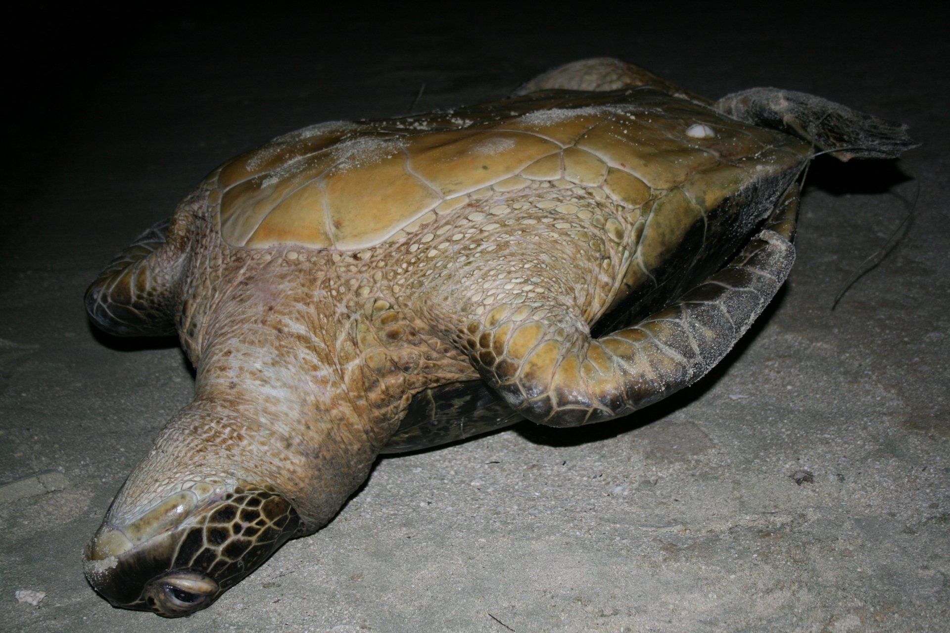 Braconnage de tortue verte à Bora Bora. braconnage de tortue verte adulte à Bora Bora. Photo: S. Goutenègre