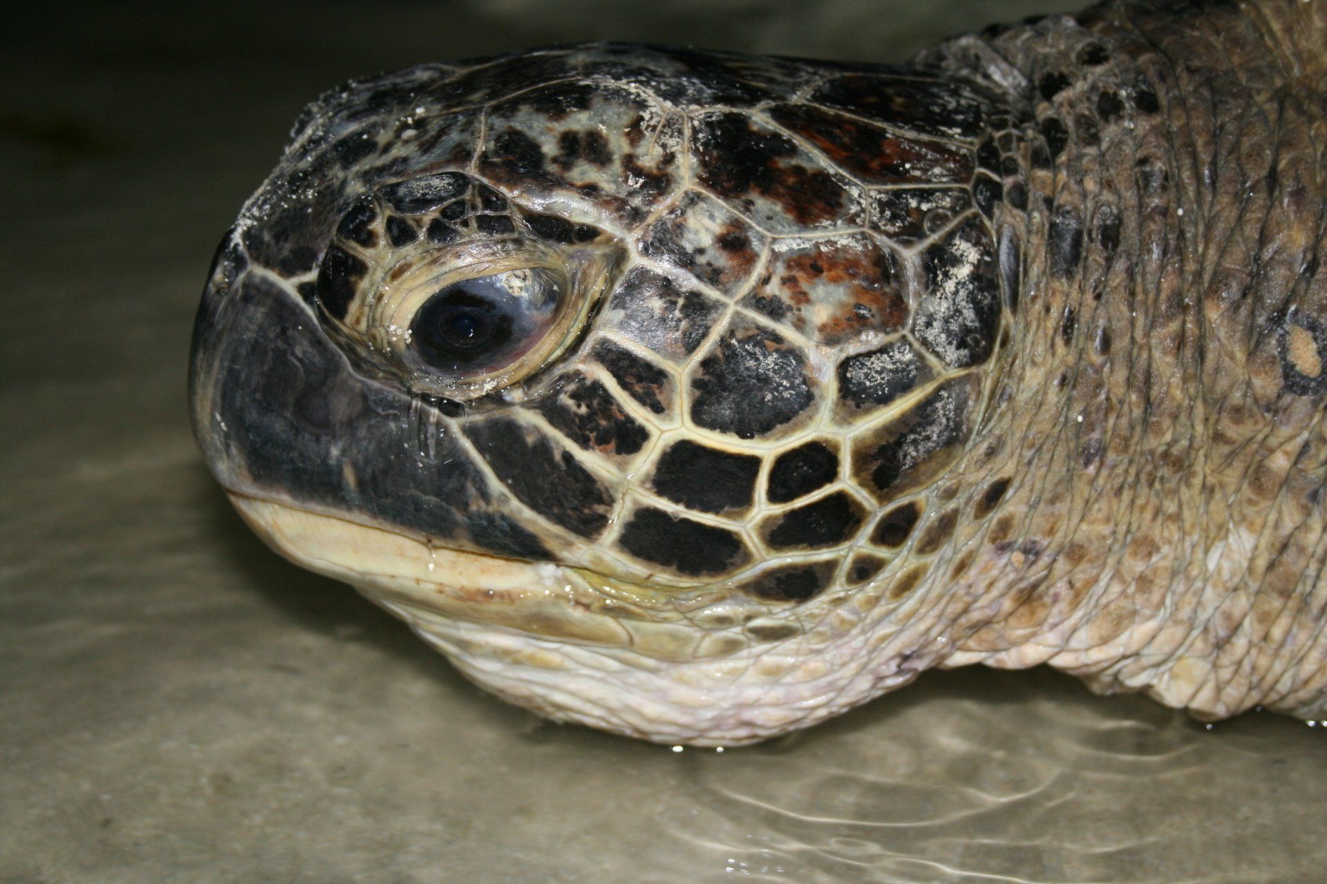tortues marines en Polynésie. Défense: Wildlife conservation projects