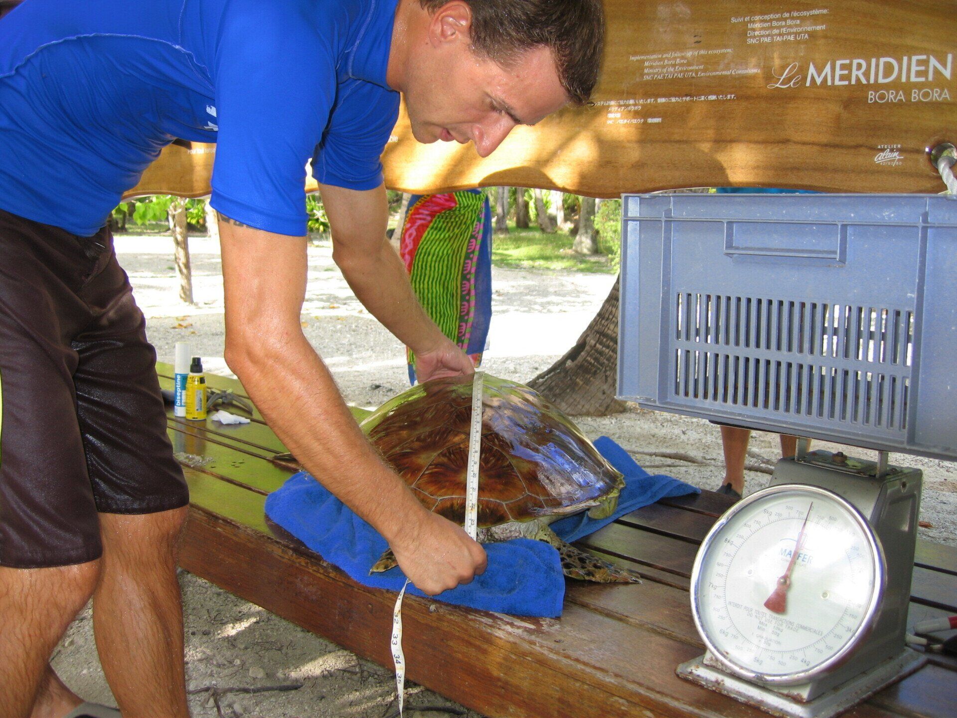 soins et suivi sanitaire sur des tortues marines en Polynésie. Sébastien Goutenègre président de Défense: wildlife conservation projects