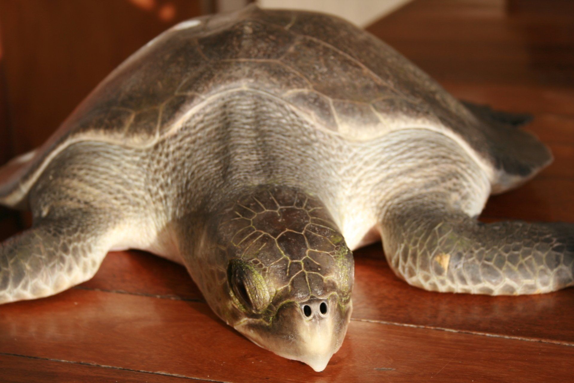 les 7 espèces de tortues marines