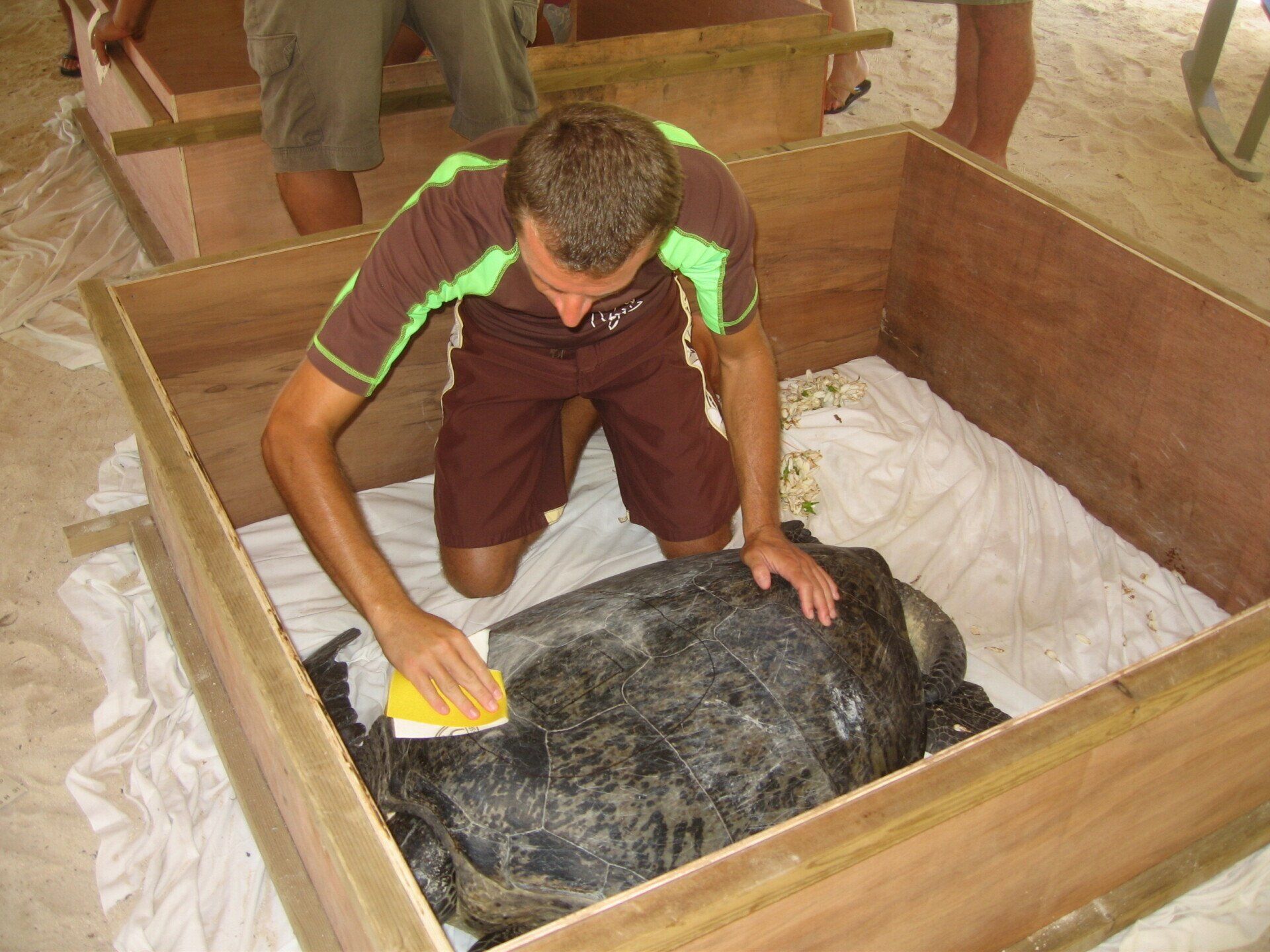 Pose de balise Argos sur des tortues marines en Polynésie
