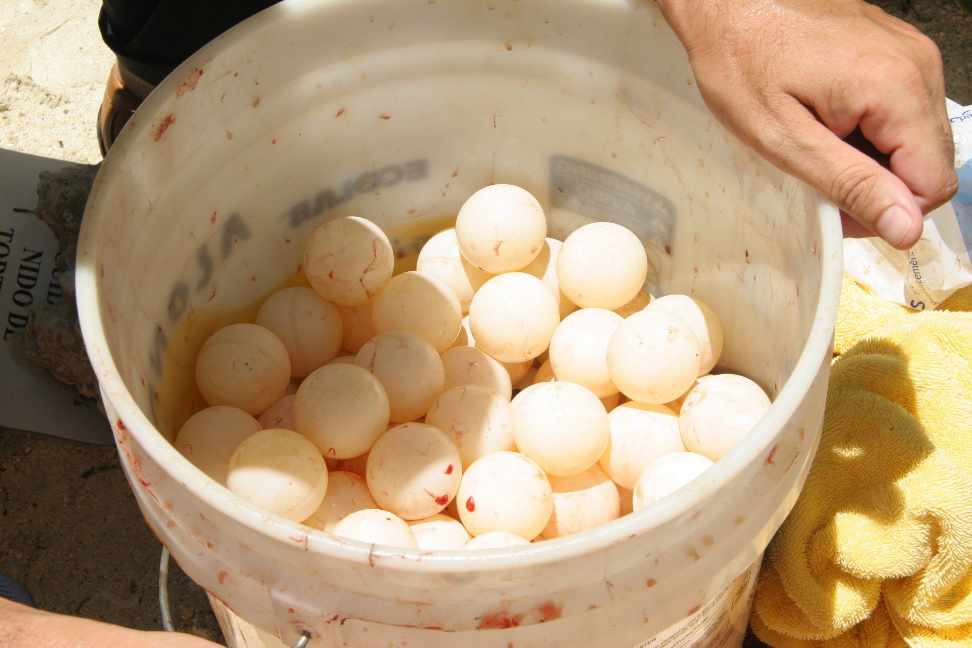 oeufs de tortues verte issus du braconnage. Sébastien Goutenègre, président de l'association Défense: wildlife conservation projects