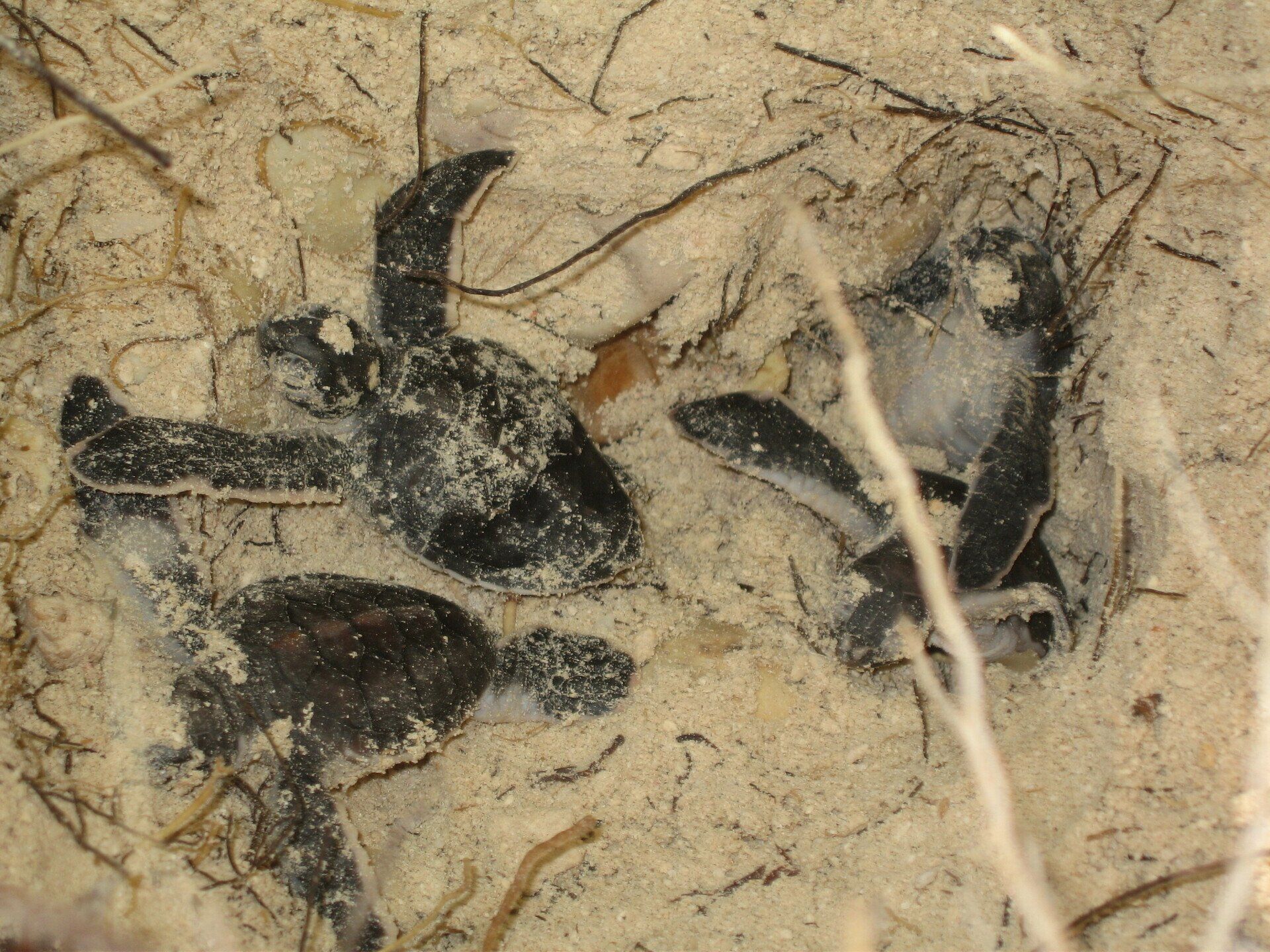 Copyright Défense Wildlife Conservation Projects bébé tortues verte à Bora Bora. Association Défense: wildlife conservation projects