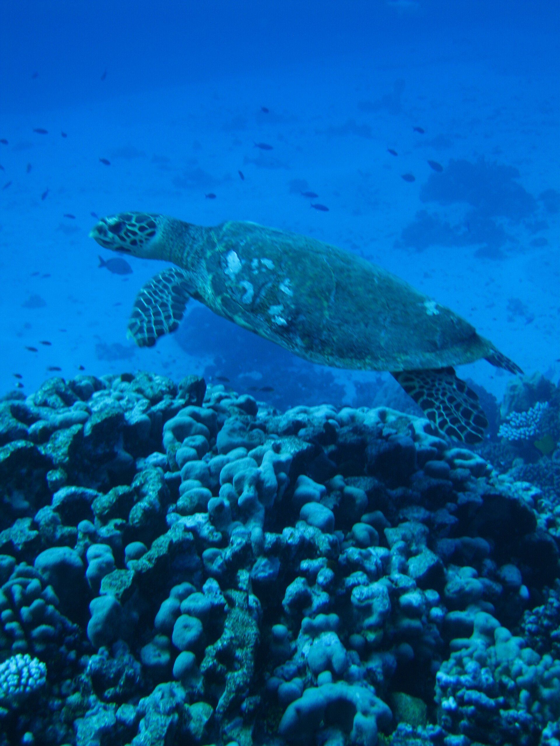 Copyright Défense Wildlife Conservation Projects tortue imbriquée à Bora Bora. Hawksbill turtle in Bora Bora. Défense: wildlife conservation projects