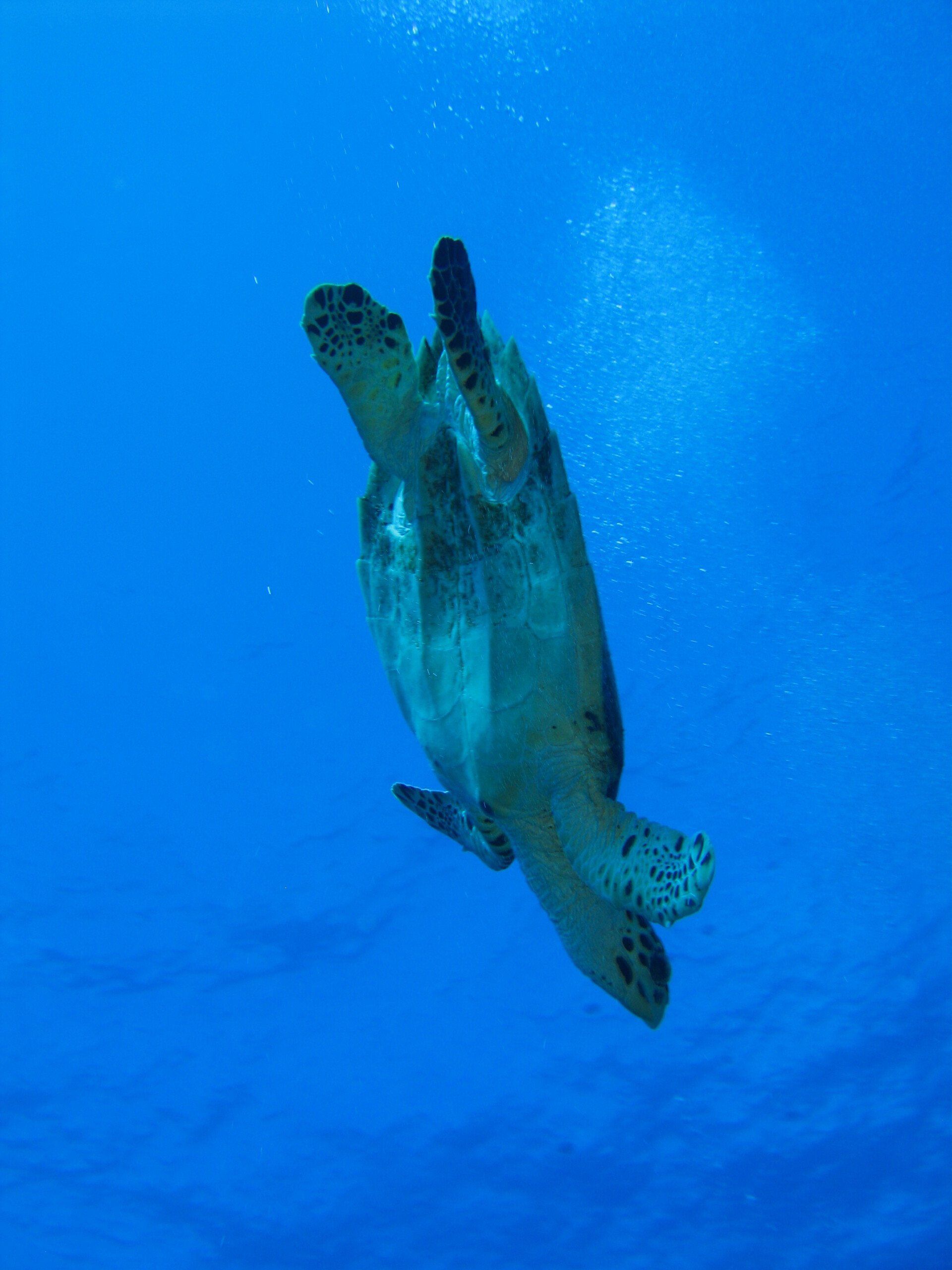 tortues marines en apnée en Polynésie