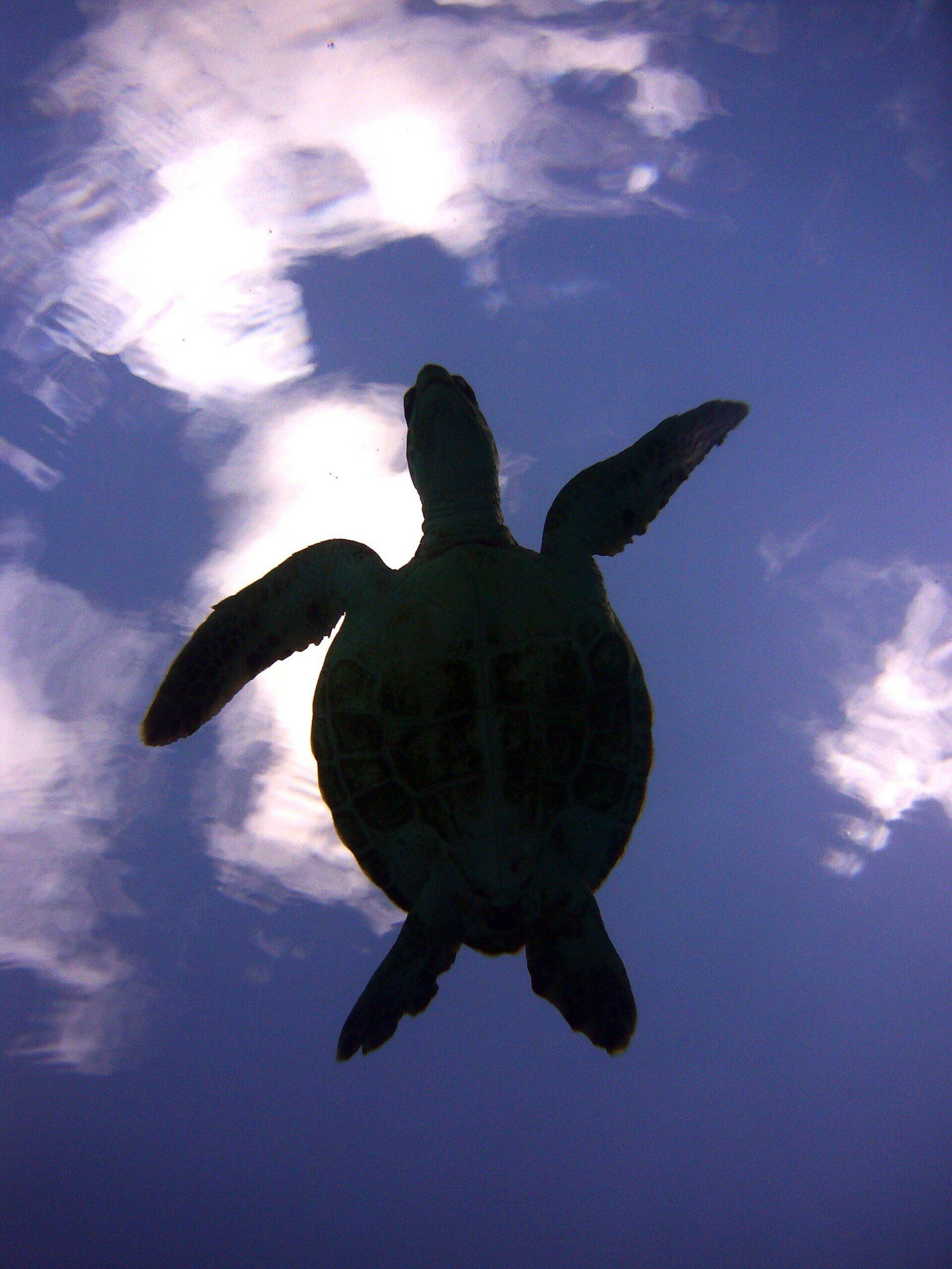 bébé tortue verte dans le lagon de Bora Bora
