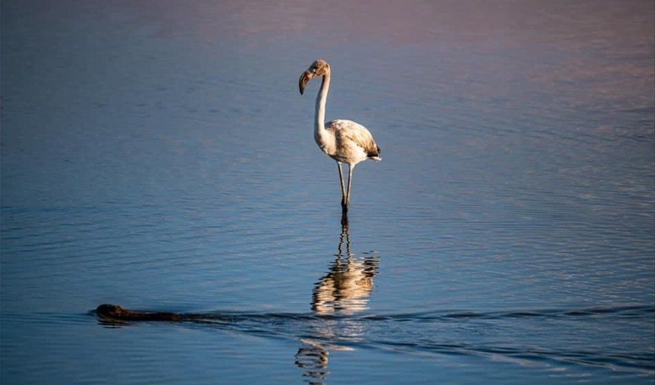 flamant rose marais d'orx