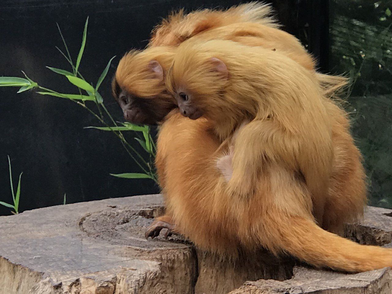 Jumeaux tamarins lion doré
