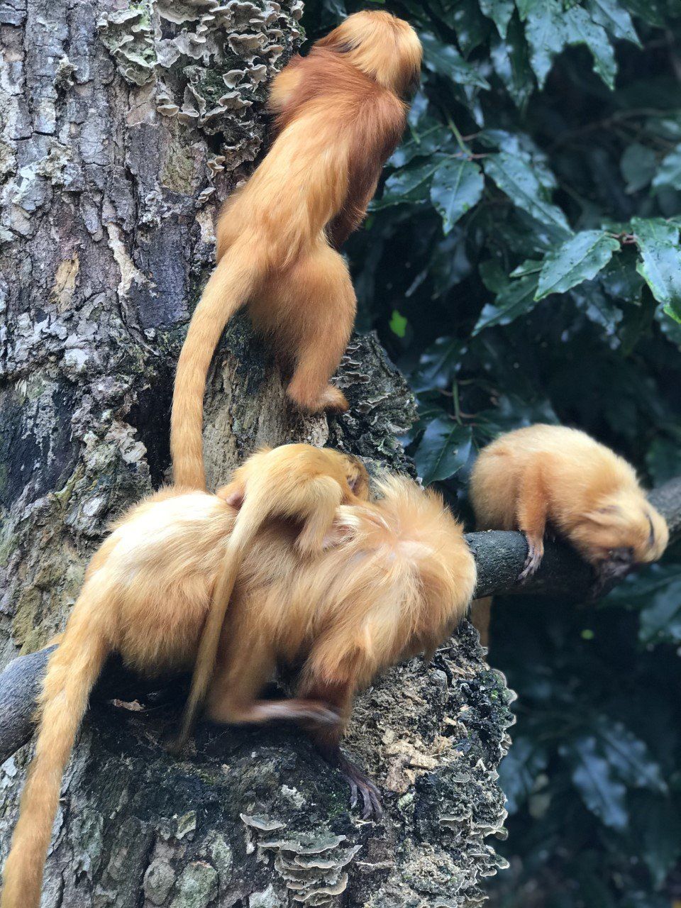 Famille tamarins lion doré