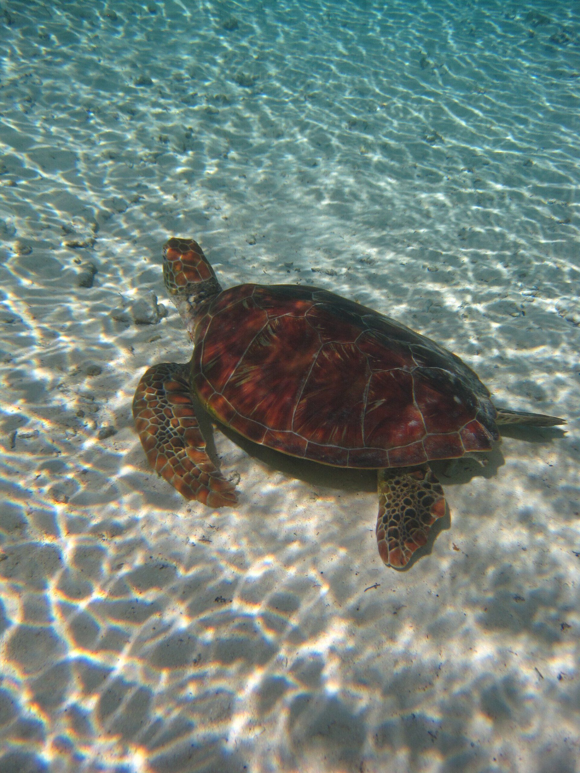 tortue verte à Bora Bora. Association Défense: wildlife conservation projects