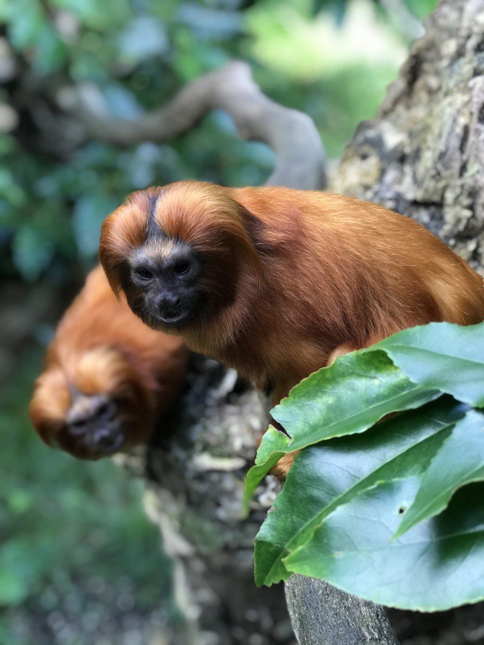 Tamarin lion doré. Photo : S. Goutenegre tamarins lion doré. Association Défense: Wildlife conservation projects