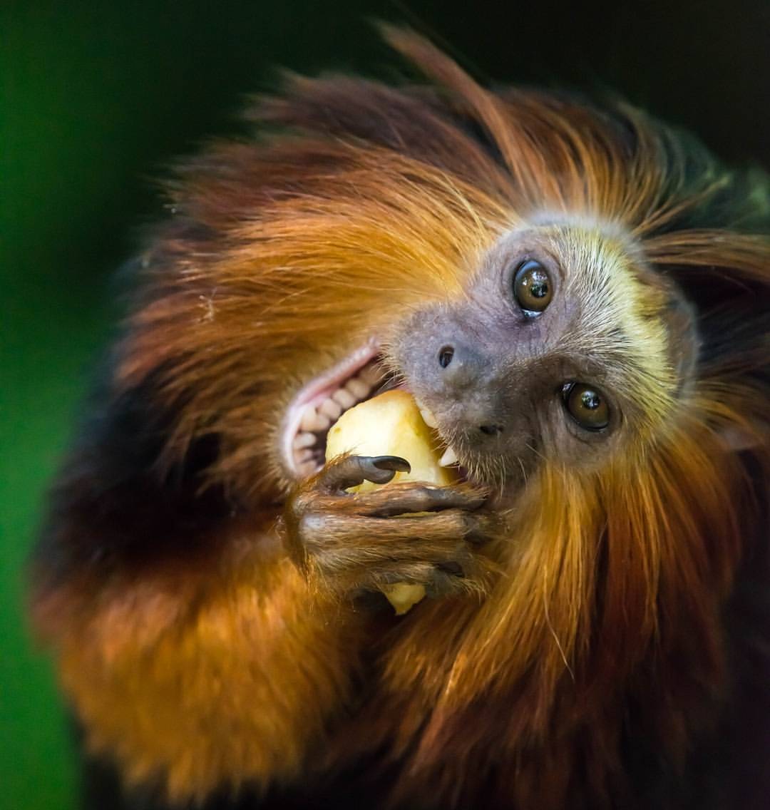 Tamarin lion à tête doré se nourrissant de fruit. association Défense: wildlife conservation projects