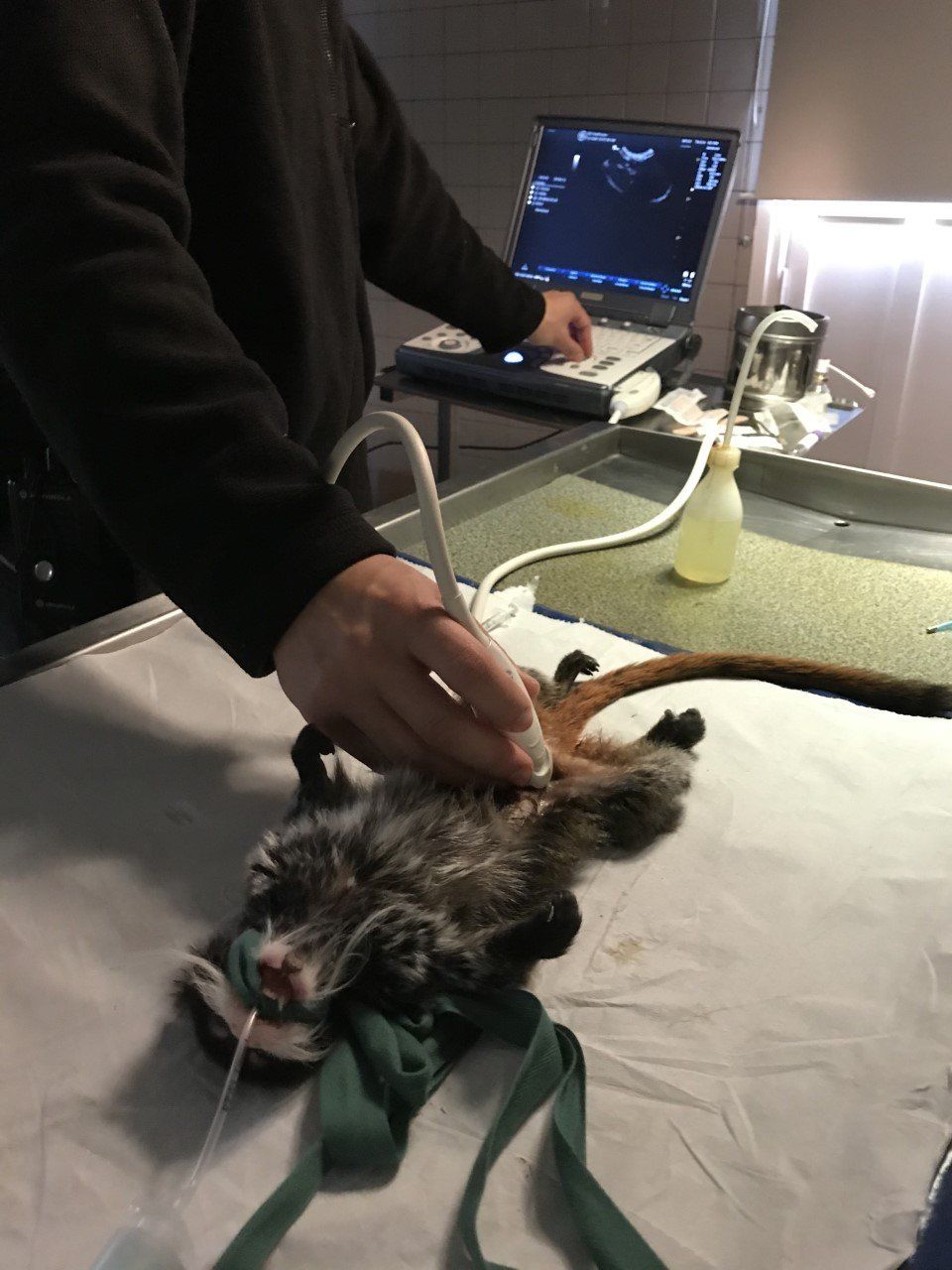 Echographie sur tamarin empereur