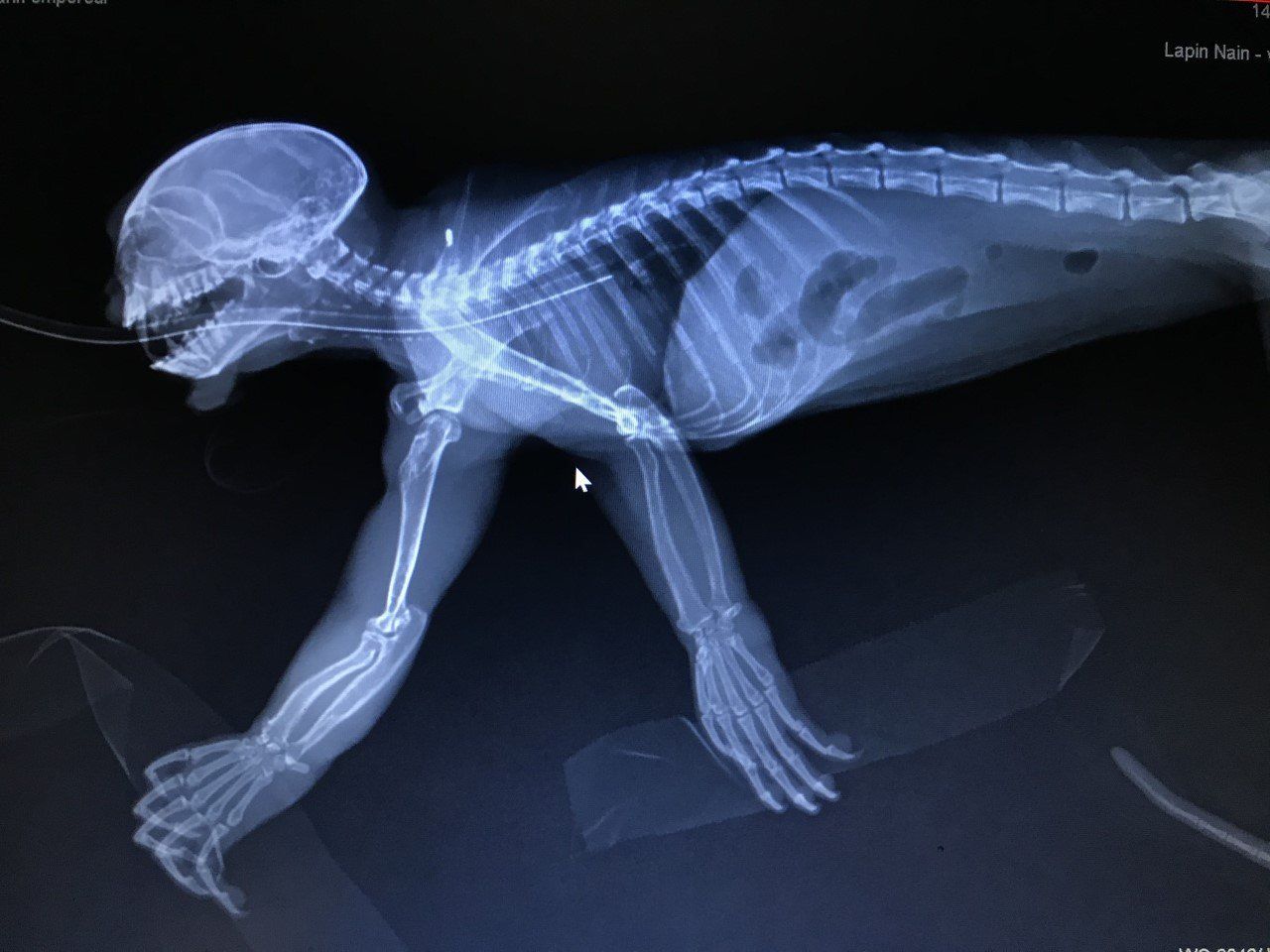 soins vétérinaire d'un tamarin empereur, radiographie, prise de sang. Pierre Huberdeau, association Défense: wildlide conservation projects