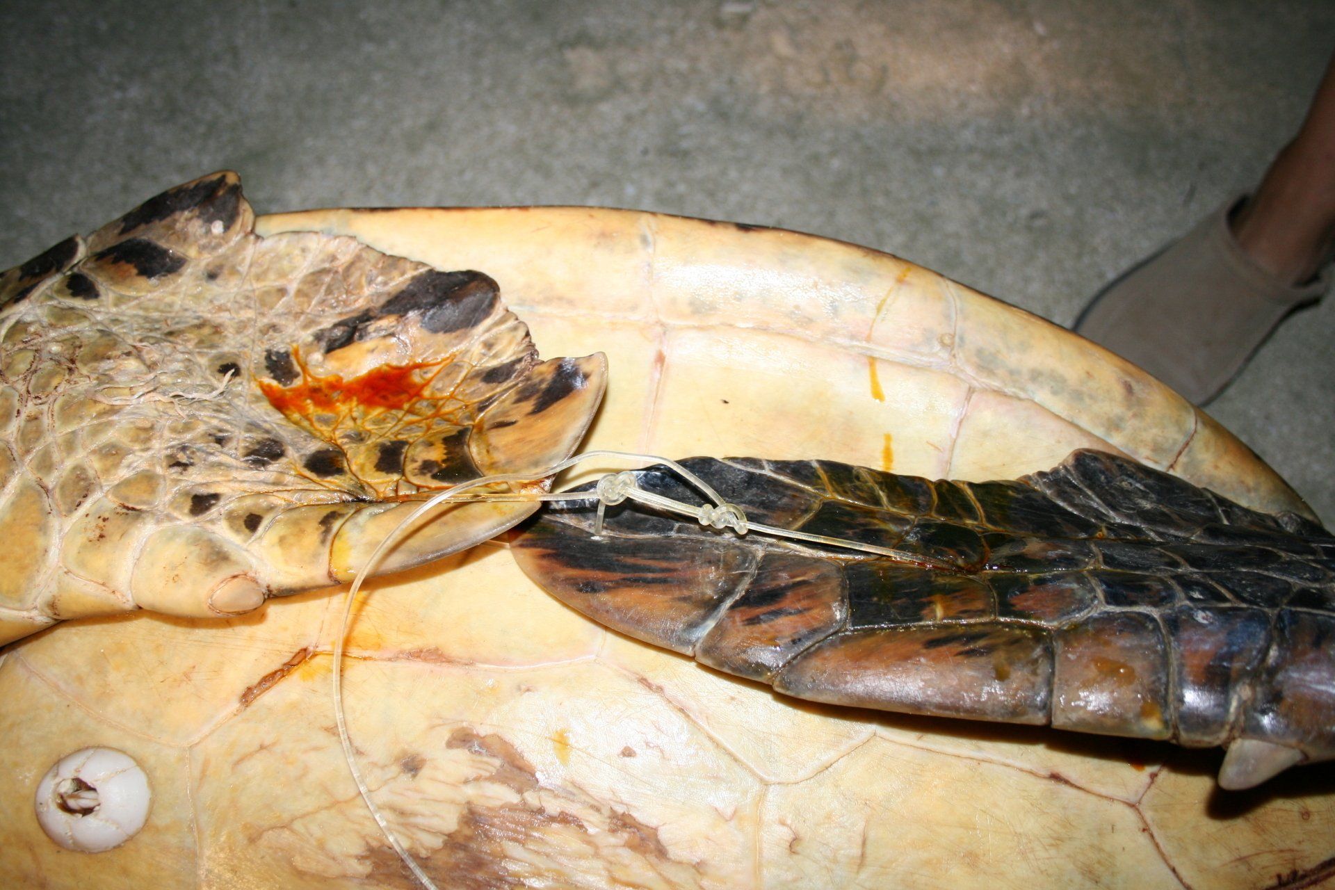 braconnage et sauvetage de tortues marines en Polynésie