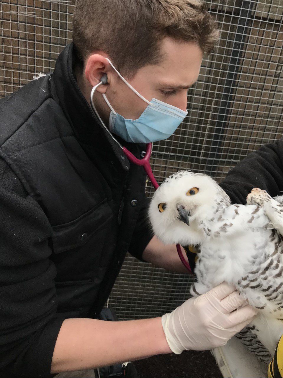 Pierre Huberdeau, Dr Vétérinaire. Assoxiation DEFENSE: wildlife conservation projects