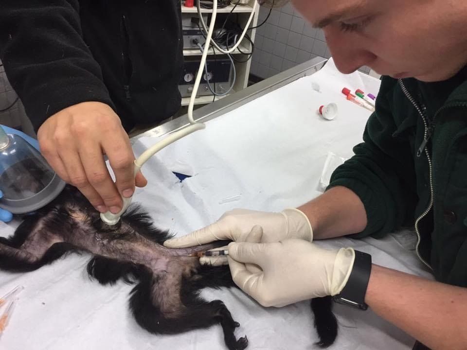 soin sur tamarin empereur. Pierre Huberdeau, association Défense: wildlife conservation projects