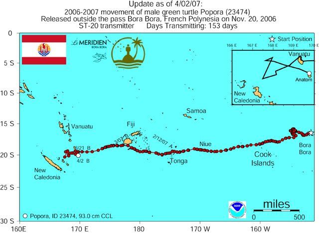 Copyright Diren Polynésie/ NOAA/ PROE carte de suivi satellite d'une migration de tortue verte adulte dans le Pacifique Sud