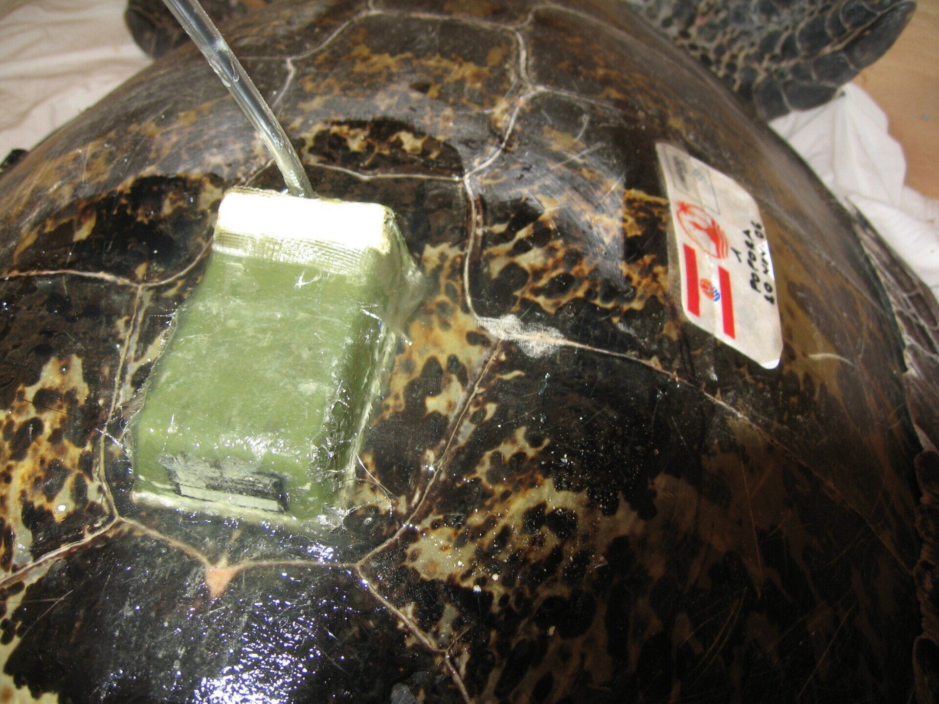 Pose de balise Argos sur des tortues marines en Polynésie. Association Défense: wildlife conservation projects