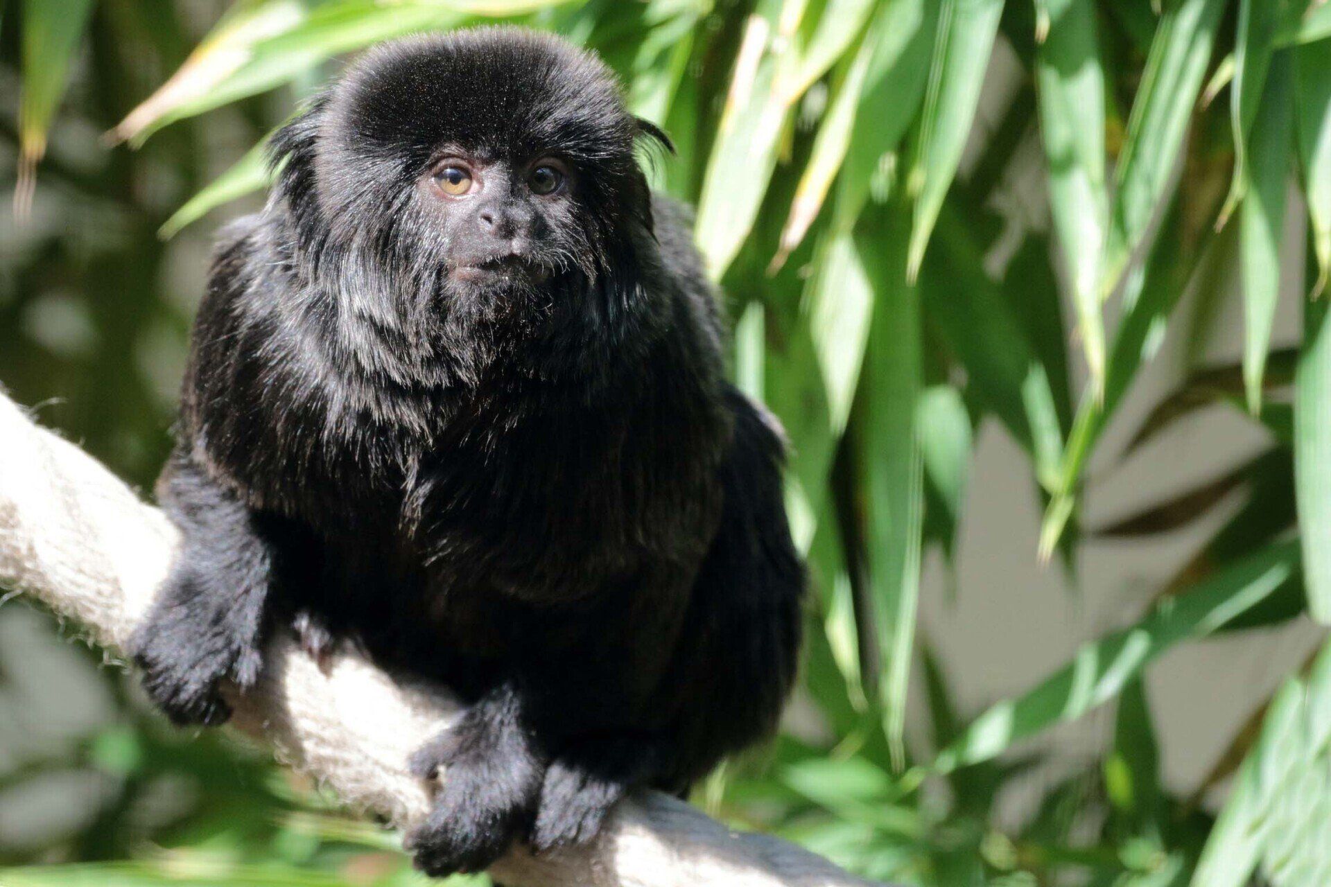 Tamarin de Goeldi