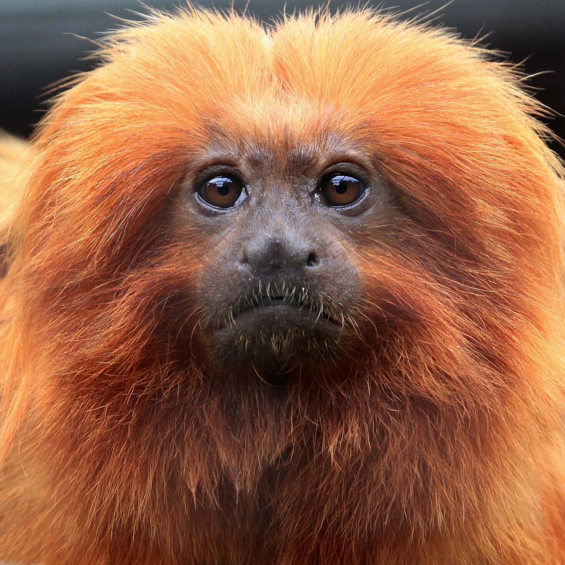 Tamarin Lion Doré et ses jumeaux. Photo: E. Baril/ MNHN Tamarin lion doré