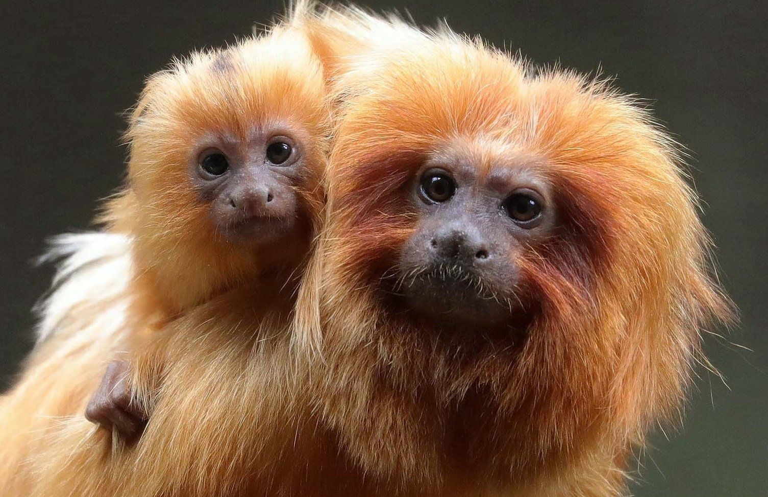 Mâle tamarin lion doré et sa petit. Photo : E. Baril Mâle tamarin lion doré et son bébé. Association Défense: wildlife conservation projects