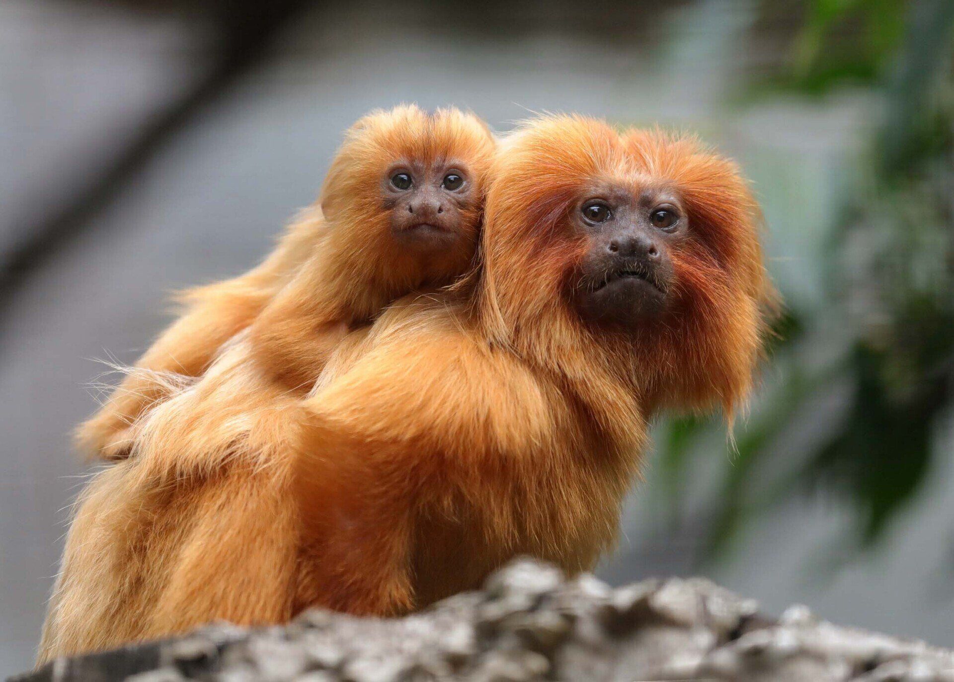 tamarin lion doré description de l'espèce