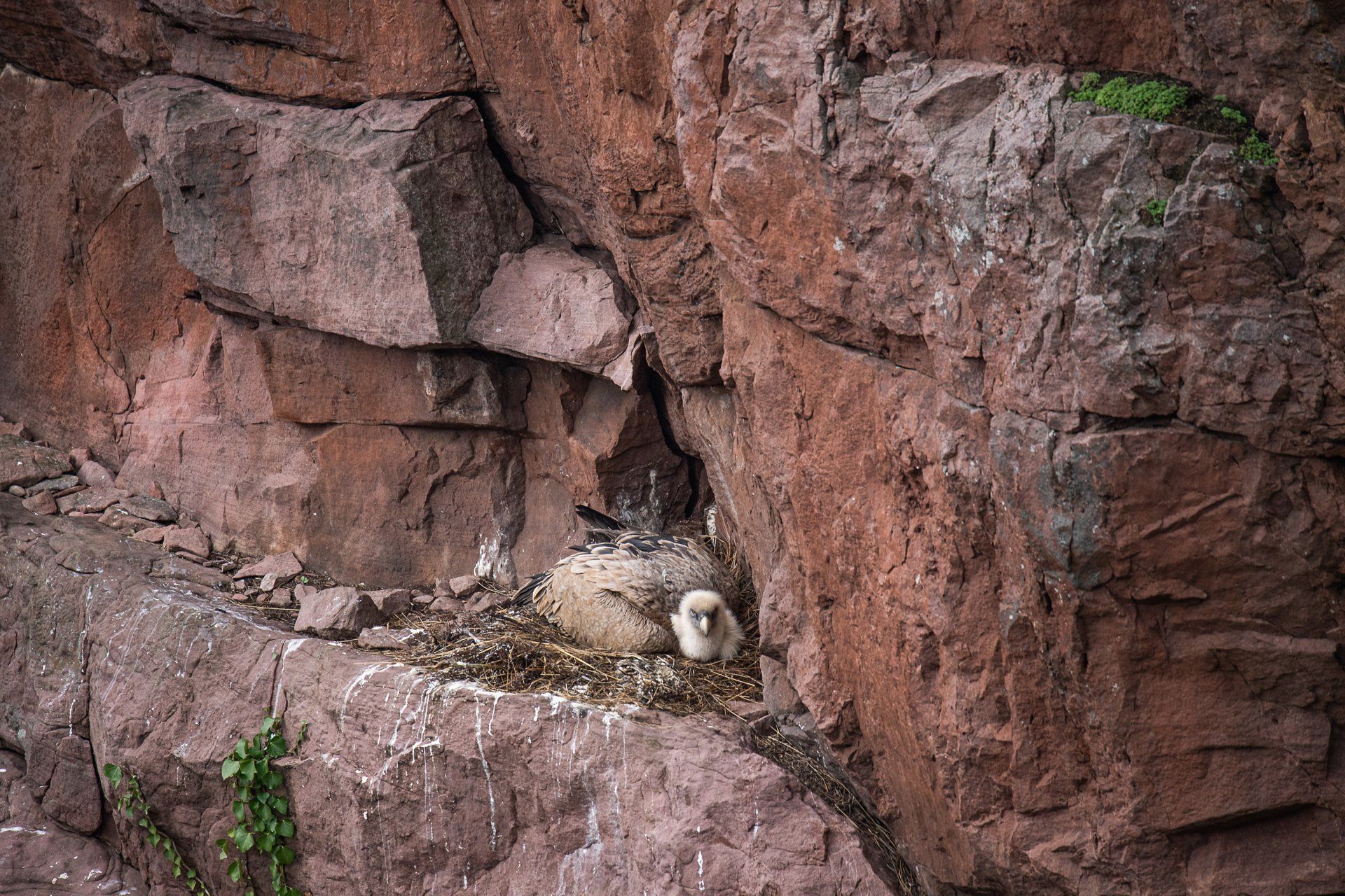 vautour fauve et percnoptère au pays basque