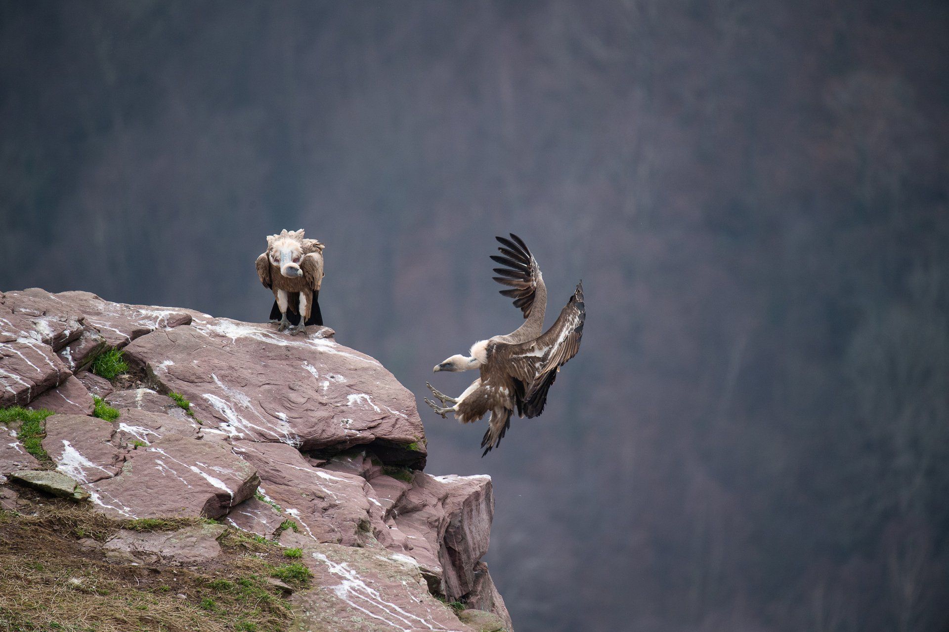 vautours fauve et percnoptère au pays basque. DEFENSE: wildlife conservation projects