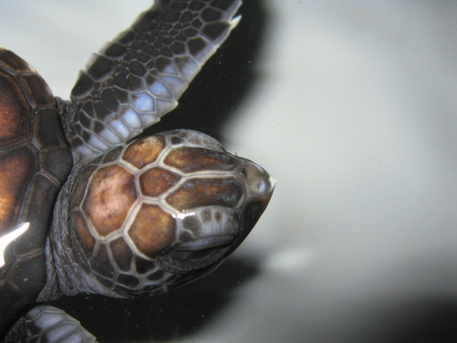 éclosion de bébés tortues verte en Polynésie
