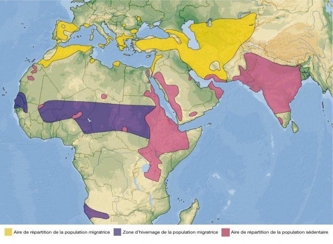 Aire de répartition du vautour percnoptère