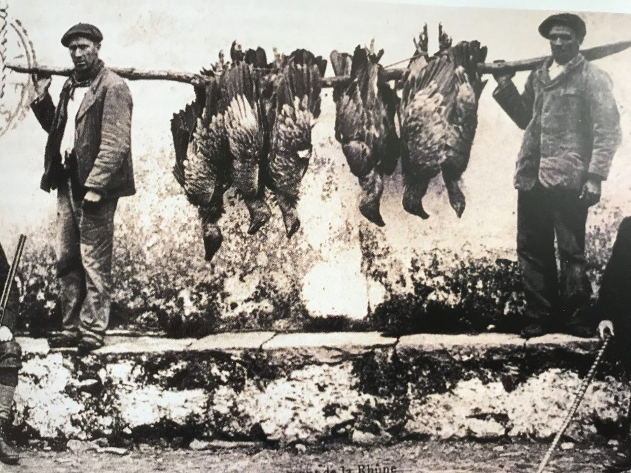 Chasse aux vautours au pays basque au XXème siècle.